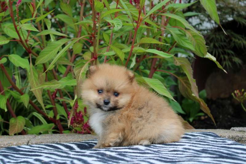 puppy, for, sale, Pomeranian, Matthew B. Stoltzfus, dog, breeder, Gap, PA, dog-breeder, puppy-for-sale, forsale, nearby, find, puppyfind, locator, puppylocator, aca